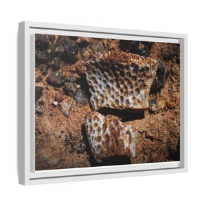 Ancient Armor | Fossil Photography Canvas Print | Prehistoric Natural History Wall Art image 5
