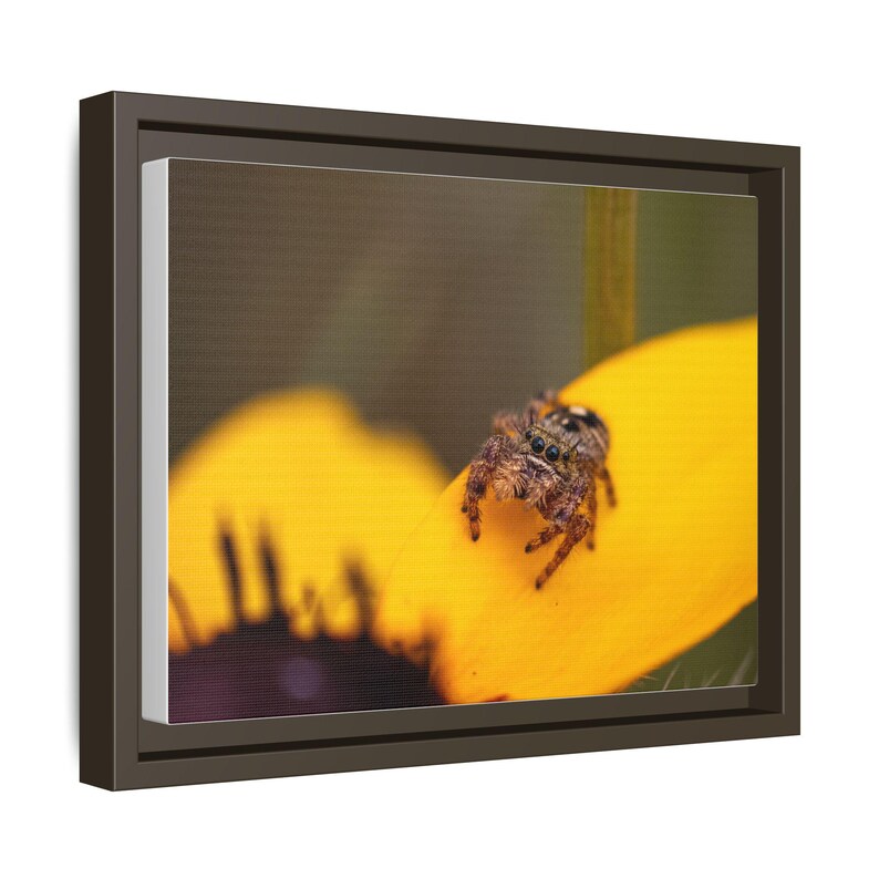 Goldene Neugier | Originalfotografie der Springspinne Bild 18
