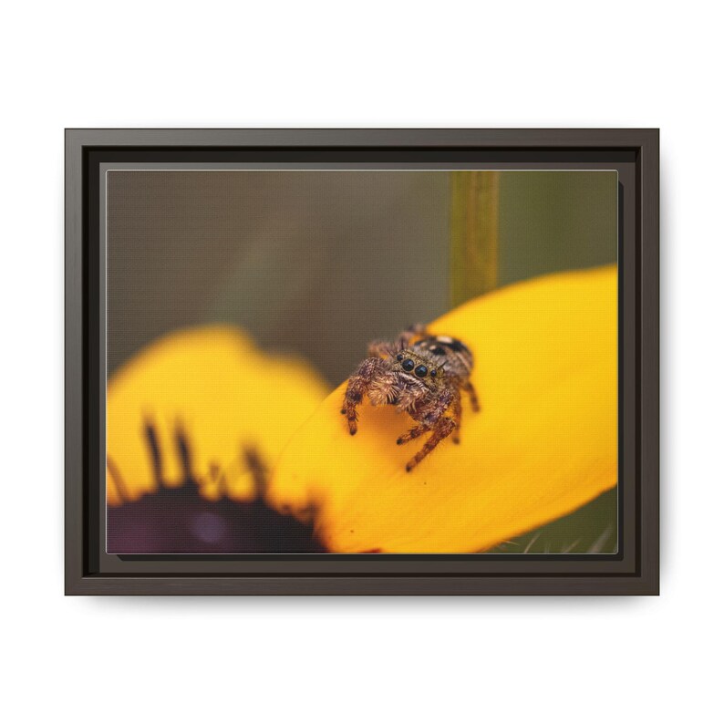 Goldene Neugier | Originalfotografie der Springspinne Bild 17