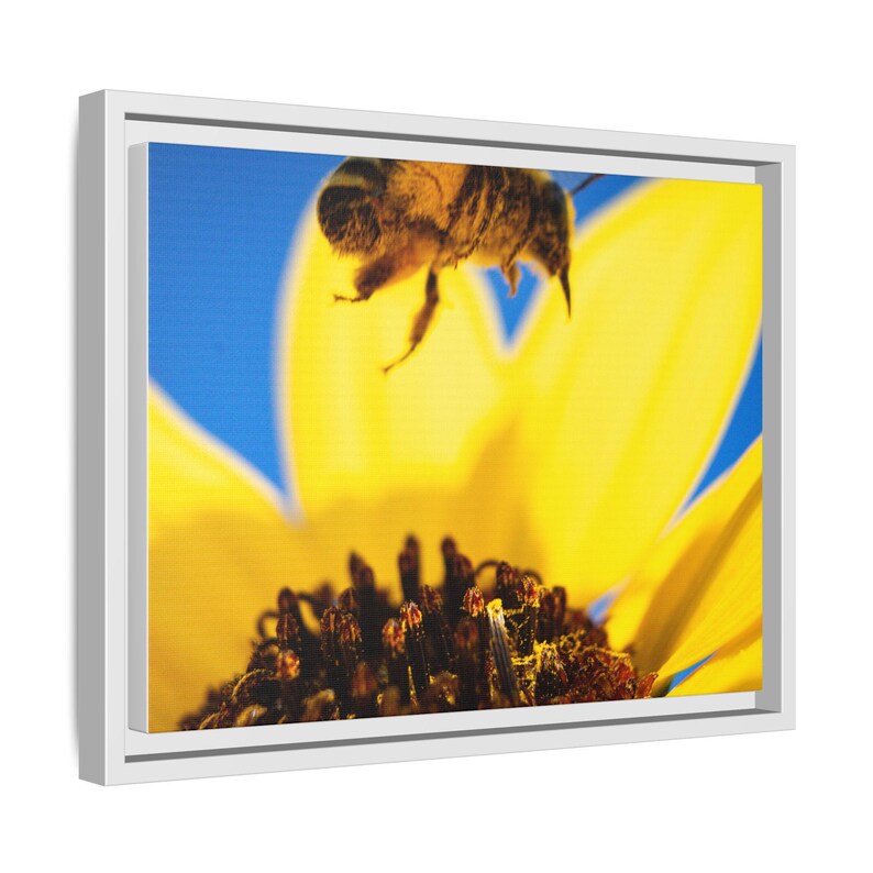 The Pollinator’s Dance | Original Bee Photography image 6