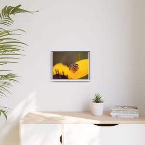 Goldene Neugier | Originalfotografie der Springspinne Bild 7