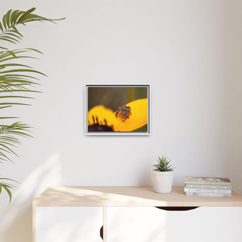Goldene Neugier | Originalfotografie der Springspinne Bild 7