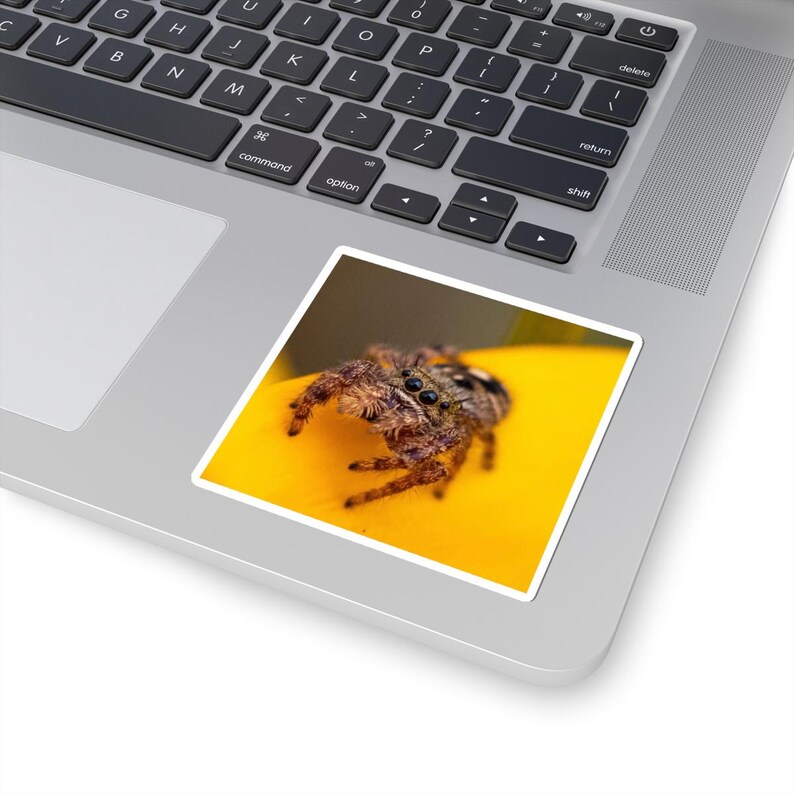 Golden Curiosity | Original Jumping Spider Photography Sticker 画像 2