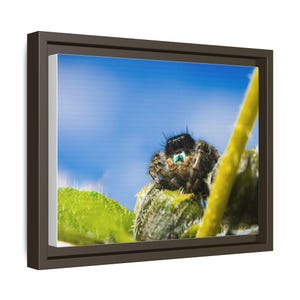 Ocho ojos de asombro / Fotografía original de arañas saltarinas imagen 18
