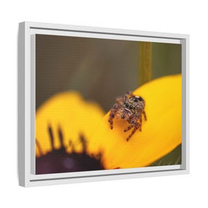 Goldene Neugier | Originalfotografie der Springspinne Bild 6