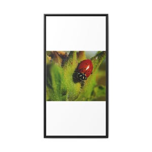 Among the Green | Original Lady Beetle Photography imagen 9