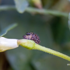 May include: A small, brown, fuzzy jumping spider with dark, prominent eyes rests on the green stem of a pale, unopened flower bud. The spider is positioned near the base of the bud, showing its textured body and multiple eyes in sharp focus.