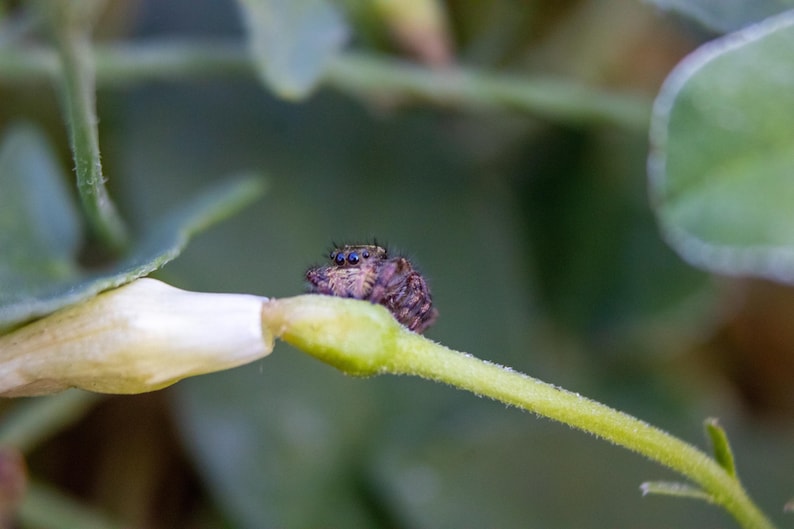 May include: A small, brown, fuzzy jumping spider with dark, prominent eyes rests on the green stem of a pale, unopened flower bud. The spider is positioned near the base of the bud, showing its textured body and multiple eyes in sharp focus.