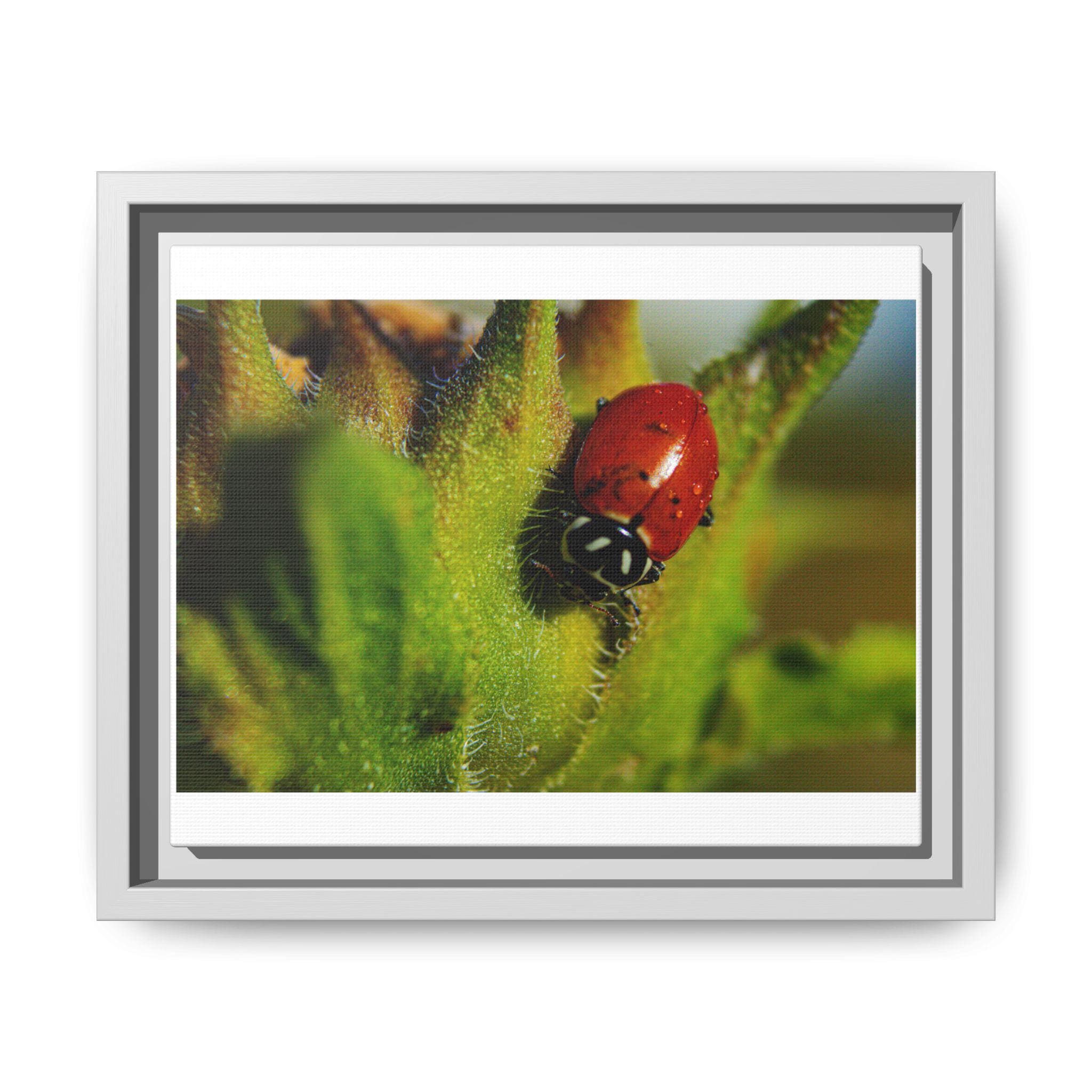 A red lady beetle climbing through fuzzy green foliage.