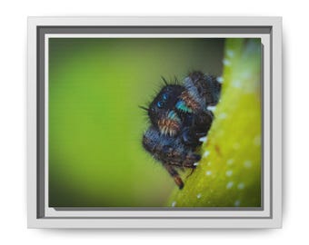 Smaragdgrüner Blick – Springspinne als Kunstdruck | Makro-Naturfotografie (gerahmte Leinwand)