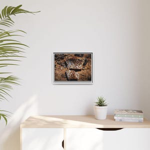 Ancient Armor | Fossil Photography Canvas Print | Prehistoric Natural History Wall Art image 7