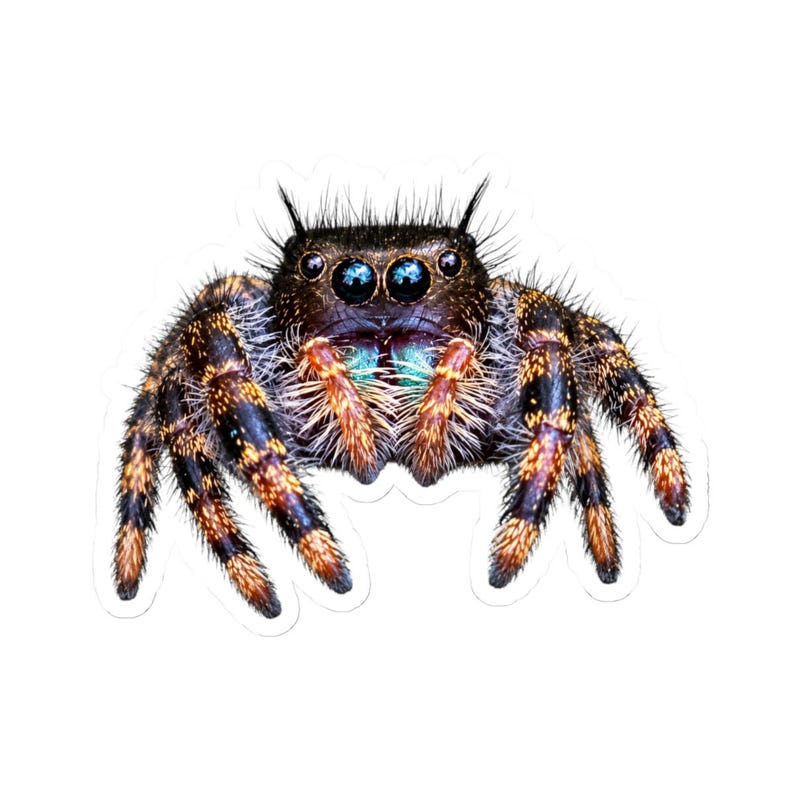 A Curious Perspective | Original Jumping Spider Photography Sticker image 4