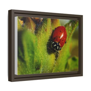 Among the Green | Original Lady Beetle Photography imagen 18