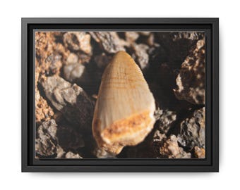 Phytosaur Tooth Fossil Photography Print | Triassic Predator Wall Art | Paleontology Decor | Prehistoric Reptile Fossil