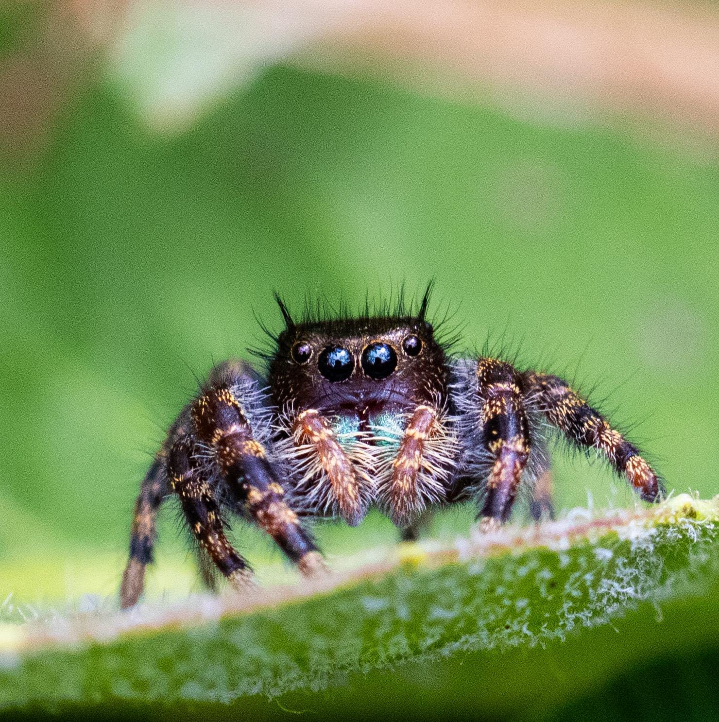 A fuzzy jumping spider with big dark eyes and blue-green mouthparts, looking straight at the camera from a leaf.