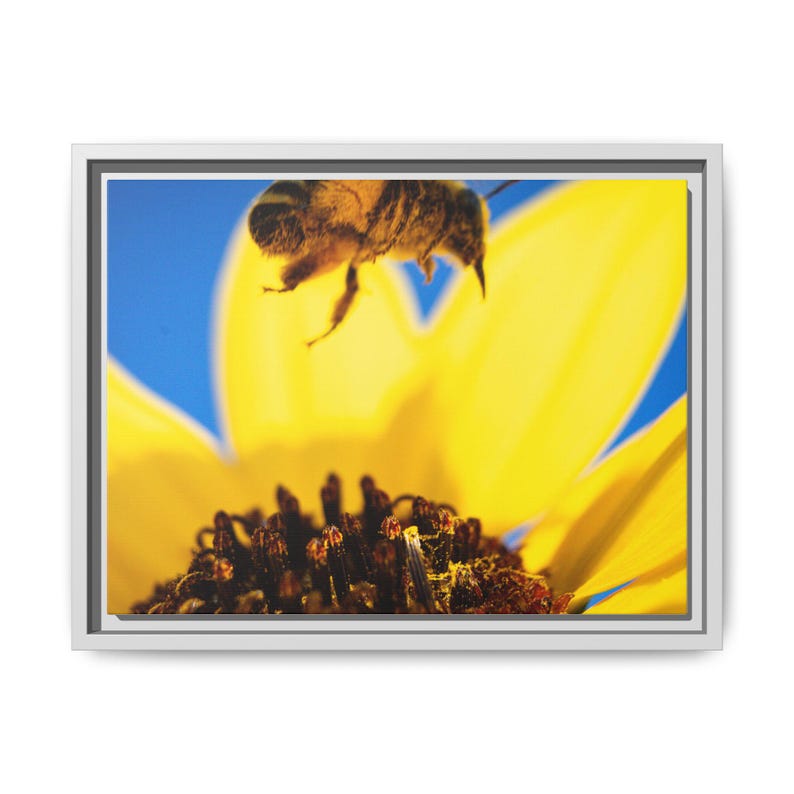 The Pollinator’s Dance | Original Bee Photography image 5