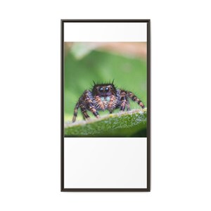A Curious Perspective | Original Jumping Spider Photography image 13