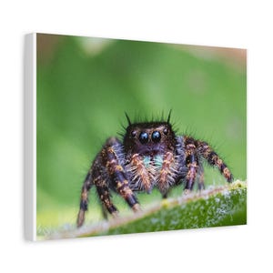 A Curious Perspective | Original Jumping Spider Photography (No frame) zdjęcie 7
