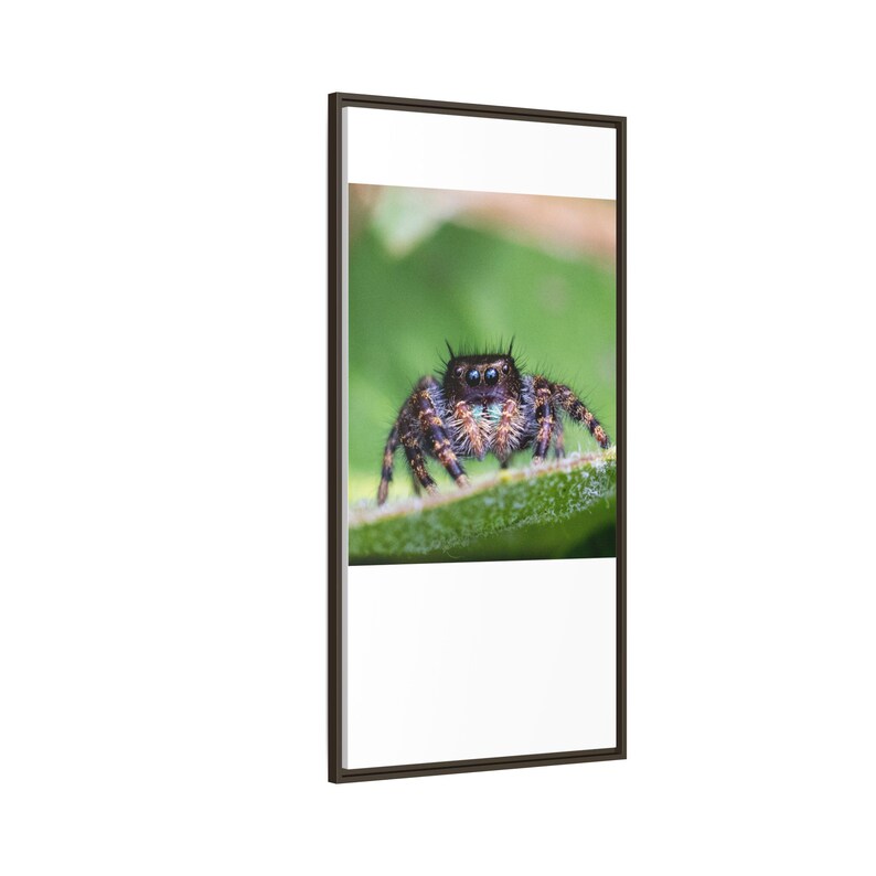 A Curious Perspective | Original Jumping Spider Photography image 14