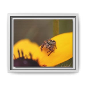 Goldene Neugier | Originalfotografie der Springspinne Bild 1