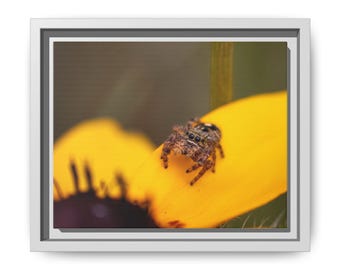 Golden Curiosity | Original Jumping Spider Photography