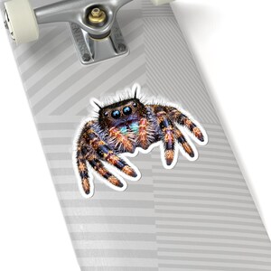 A Curious Perspective | Original Jumping Spider Photography Sticker image 5