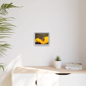 Goldene Neugier | Originalfotografie der Springspinne Bild 3