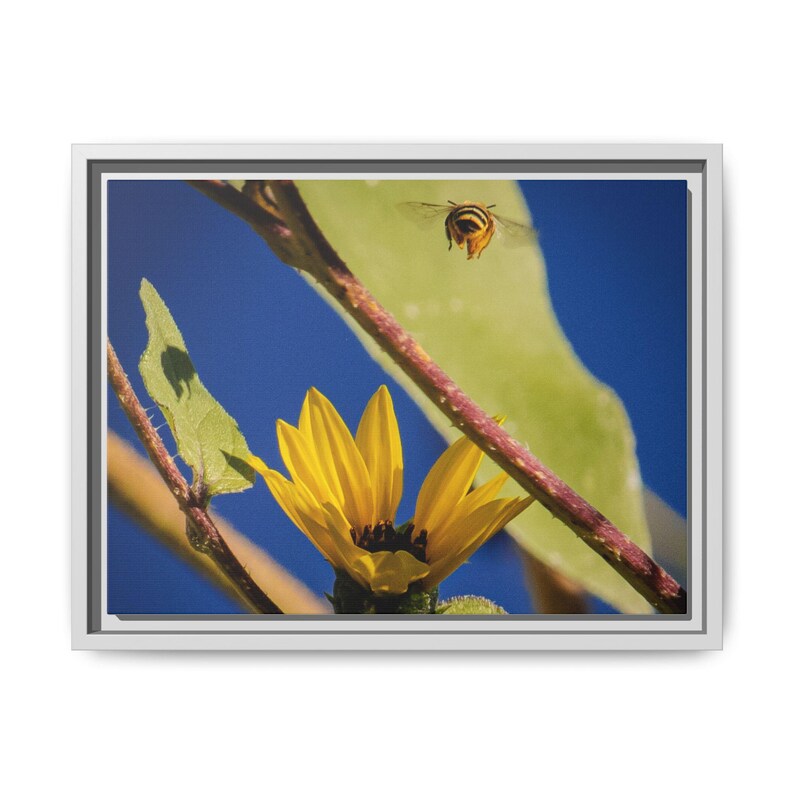 Entre las flores / Fotografía de naturaleza original imagen 5