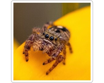 May include: A small jumping spider with a fuzzy, brown and tan patterned body and eight dark, prominent eyes. The spider is positioned on a smooth, bright yellow surface, displaying its textured legs and fine hairs in sharp focus.