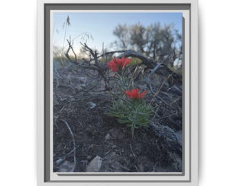Red Wildflower Photography Print | Desert Botanical Wall Art (Canvas Print)