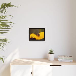Goldene Neugier | Originalfotografie der Springspinne Bild 19