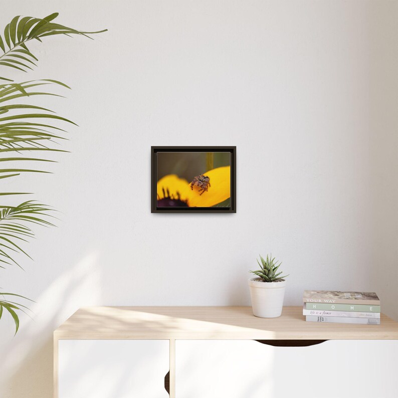 Goldene Neugier | Originalfotografie der Springspinne Bild 19