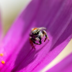 May include: A small jumping spider with black, white, and orange markings resting on a vibrant purple flower petal. The spider has visible fine hairs on its legs and body, and the petal features two small yellow pollen grains near the edge.