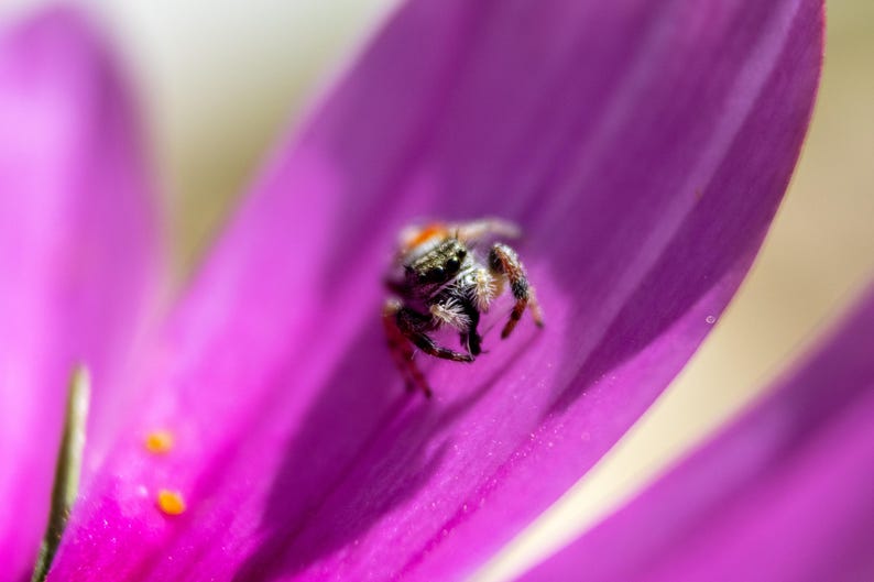 May include: A small jumping spider with black, white, and orange markings resting on a vibrant purple flower petal. The spider has visible fine hairs on its legs and body, and the petal features two small yellow pollen grains near the edge.