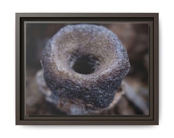 Fossil Fish Vertebrae Print | Macro Paleontology Wall Art (Cotton Canvas)