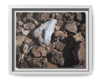 Triassic Fossil Photography Print | Chinle Formation Utah Paleontology Wall Art