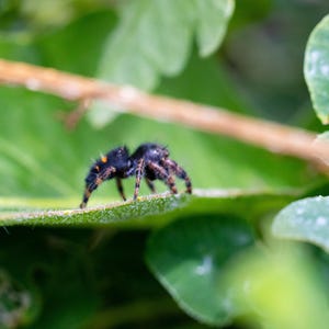 May include: A small black jumping spider with fuzzy texture and tiny orange spots on its abdomen, positioned on the edge of a large green leaf. The spider has eight legs and prominent eyes, captured in a detailed view against a natural backdrop.