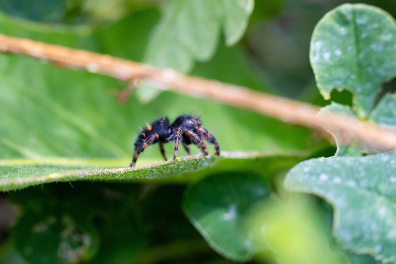 May include: A small black jumping spider with fuzzy texture and tiny orange spots on its abdomen, positioned on the edge of a large green leaf. The spider has eight legs and prominent eyes, captured in a detailed view against a natural backdrop.