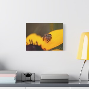Golden Curiosity | Jumping Spider Photography Canvas Print | Macro Nature Wall Art | Wildlife Photography image 8