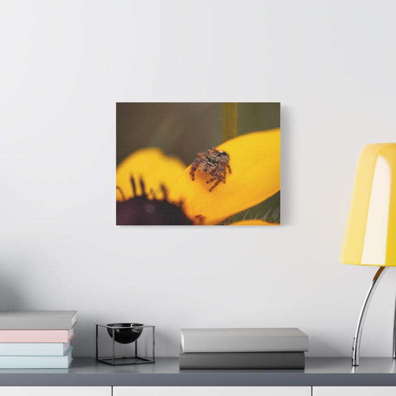 Golden Curiosity | Jumping Spider Photography Canvas Print | Macro Nature Wall Art | Wildlife Photography image 8