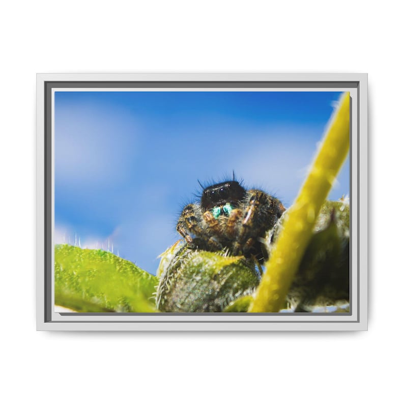 Ocho ojos de asombro / Fotografía original de arañas saltarinas imagen 5