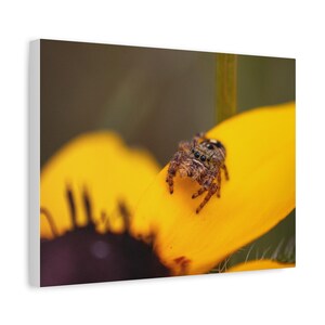 Golden Curiosity | Jumping Spider Photography Canvas Print | Macro Nature Wall Art | Wildlife Photography image 7