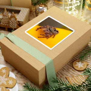 Golden Curiosity | Original Jumping Spider Photography Sticker 画像 6
