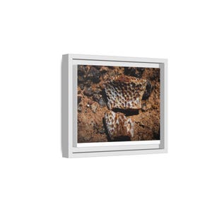 Ancient Armor | Fossil Photography Canvas Print | Prehistoric Natural History Wall Art image 2