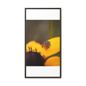Goldene Neugier | Originalfotografie der Springspinne Bild 13