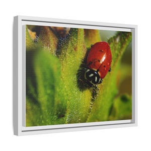 Among the Green | Original Lady Beetle Photography imagen 6