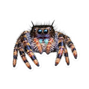 A Curious Perspective | Original Jumping Spider Photography Sticker image 1