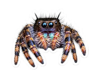 A Curious Perspective | Original Jumping Spider Photography Sticker