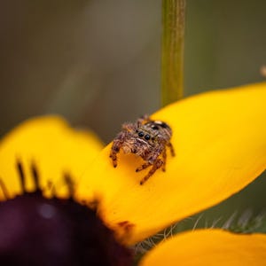 May include: A small, fuzzy jumping spider with brown and black markings and prominent dark eyes, resting on the bright yellow petal of a flower with a dark purple center. The spider is positioned near a green stem, showing detailed texture.