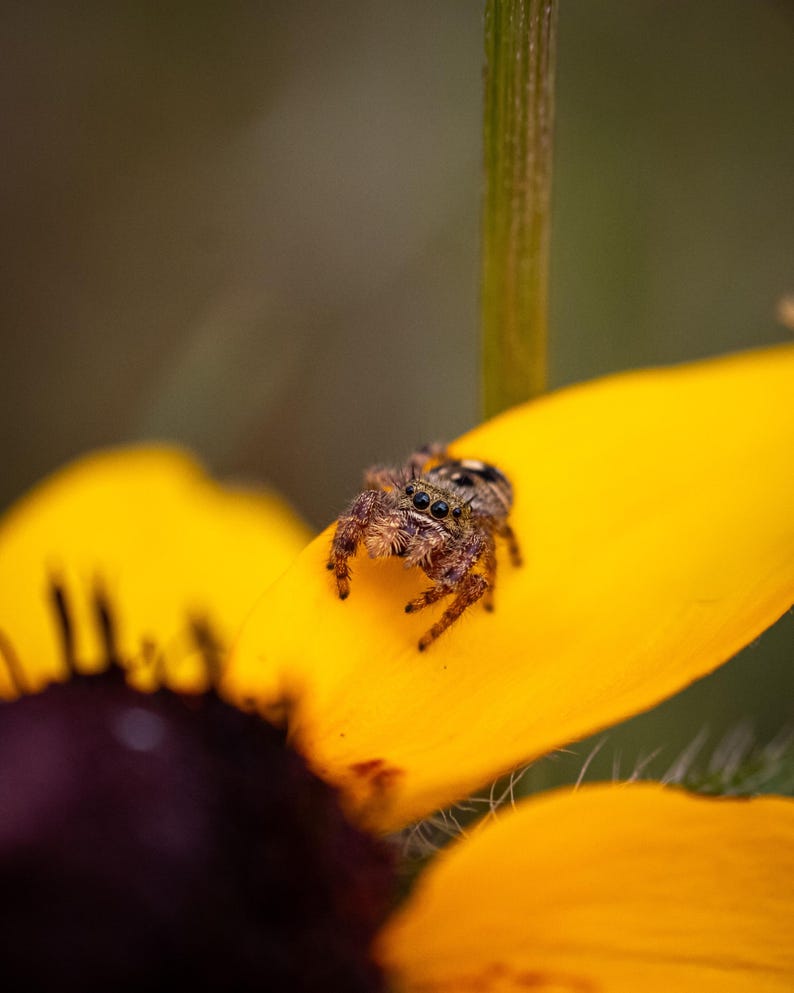 May include: A small, fuzzy jumping spider with brown and black markings and prominent dark eyes, resting on the bright yellow petal of a flower with a dark purple center. The spider is positioned near a green stem, showing detailed texture.
